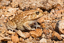 Square-marked toad / African common toad (Amietophrynus regularis) on stony ground, Africa.
