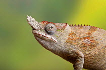 Minor&#39;s chameleon (Furcifer minor), Madagascar