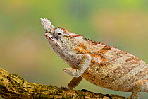 Minor&#39;s chameleon (Furcifer minor) on tree branch, Madagascar