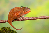 Crested chameleon (Trioceros cristatus) male sitting on tree branch, West Africa. Captive.
