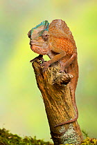 Crested chameleon (Trioceros cristatus) male, sitting on tree branch, West Africa