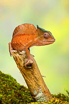 Crested chameleon (Trioceros cristatus) male sitting on tree branch, West Africa