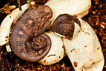 Panther chameleon (Furcifer pardalis) just hatched and hatching.