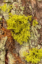 Wolf&#39;s moss lichen (Letharia vulpina), growing on Norway spruce (Picea abies) Gran Paradiso National Park, Italian Alps, Italy.