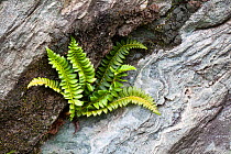 Holly fern (Polystichum lonchitis) growing out of rocks, Gran Paradiso National Park, Italian Alps, Italy