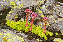 Mountain houseleek (Sempervivum montanum) growing out of lichen covered rocks. Valgrisenche, Italian Alps, Italy.