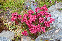 Cobweb houseleek (Sempervivum arachnoideum) growing on rocks, Valgrisenche, Italian Alps, Italy.