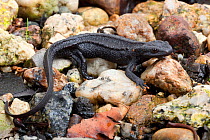Taliang knobbly newt (Tylototriton taliangensis) on stony surface, China.