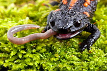 Kweichow crocodile newt (Tylototriton kweichowensis) feeding on a worm, China.