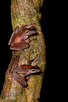 Collett&#39;s tree frog (Polypedates colletti) on tree trunk, Sukau, Malaysian Borneo