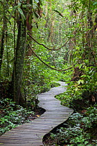Boardwalk through rainforest, Mulu National Park, Sarawak, Malaysian Borneo. September 2011.