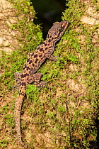 Kinabalu bent-toed gecko (Cyrtodactylus baluensis) on mossy tree branch, Sabah, Malaysian Borneo