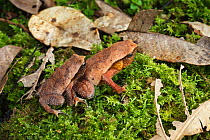 Kinabalu sticky frog (Kalophrynus baluensis) mating pair, Sabah, Malaysian Borneo