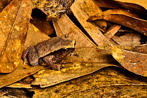 Kinabalu sticky frog (Kalophrynus baluensis) sitting on dried leaves, Kundasang, Malaysian Borneo.