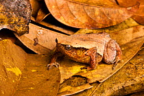 Kinabalu sticky frog (Kalophrynus baluensis) sitting on fallen leaves, Kundasang, Malaysian Borneo