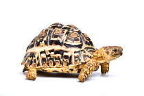 Leopard tortoise (Stigmochelys pardalis) on white background