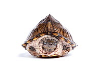 Razorback musk turtle (Sternotherus carinatus) on white background