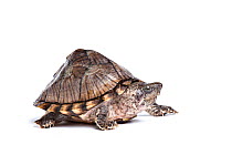 Razorback musk turtle (Sternotherus carinatus) on white background.