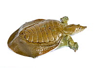 Chinese soft-shelled turtle (Pelodiscus sinensis) on white background.