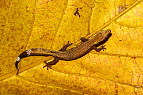 Madagascar clawless gecko (Ebenavia inunguis) resting on a leaf, Montagne D&#39;Ambre, Madagascar.