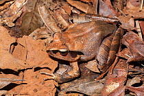 Madagascar jumping frog (Aglyptodactylus madagascariensis), sitting on dried leaves on forest floor,Montagne D&#39;Ambre, Madagascar.