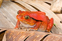 Tomato frog (Dyscophus antongilii), female,sitting on dried leaves, Maroansetra, Madagascar.