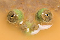 Budgett&#39;s frog (Lepidobatrachus laevis) submerged in water, eyes above surface, captive, occurrs Argentina, South America)