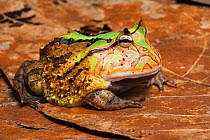 South Amercian horned frog (Ceratophrys cornuta) sitting on dried leaves, Brazil, South America