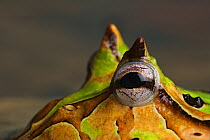 Amazon horned frog (Ceratophrys cornuta) close up, Brazil, South America