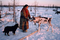Olga Serotetto, a Nenets woman, feeds boiled fish to weak young reindeer. Yamal Peninsula, Siberia, Russia. 1996.