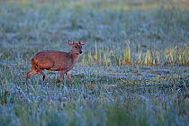 Reeves&#39;s muntjac (Muntiacus reevesi) crossing frost covered field, Sweetbriar, Norwich UK, April.