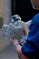 Female juvenile Peregrine falcon (Falco peregrinus) caught as had come to ground, released higher up on the Bell Tower Norwich Cathedral UK, June.