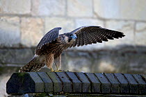 Peregrine falcon (Falco peregrinus) strengthening muscles by flapping its wings, Norwich Cathedral UK, June.