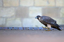 Female Peregrine falcon (Falco peregrinus) grounded after being released, Norwich Cathedral UK, June.
