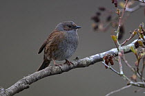 Dunnock (Prunella modularis) perched on a branch, Thorpe Marshes Norfolk UK, April.
