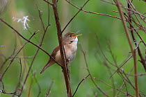 Reed warbler (Acrocephalus scirpaceus) singing, perched on a branch, Whitlingham CP Norwich UK, May.