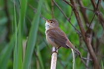 Reed warbler (Acrocephalus scirpaceus) perched on reed, Whitlingham CP Norwich UK, May.