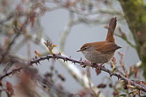 Cetti&#39;s warbler (Cettia cetti) perched on thorny branch, Thorpe Marshes Norwich UK, April.