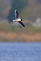 Little gull (Larus minutus) flying over water, Thorpe Marshes Norwich UK, April.