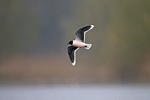 Little gull (Larus minutus) flying, Thorpe Marshes Norwich UK, April.