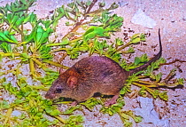 Bramble cay melomys (Melomys rubicola), a small rodent that was endemic to a small coral cay in the Torres Strait. A few years ago, the sea level rose enough to flood the cay at high tide and so this...