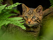 Scottish wildcat (Felis silvestris) standing at the entrance of its den, UK. Controlled conditions.