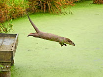RF - European otter (Lutra lutra) jumping from jetty into a pond covered with Common duckweed (Lemna minor), West Country Wildlife Centre, Okehampton, Devon, UK. August. Controlled conditions.   (Thi...