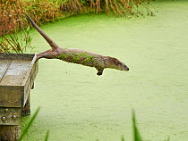 European otter (Lutra lutra) jumping from jetty into a pond covered with Common duckweed (Lemna minor), West Country Wildlife Centre, Okehampton, Devon, UK. August. Controlled conditions.