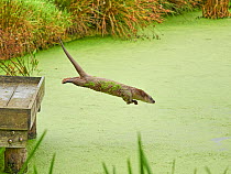 European otter (Lutra lutra) jumping from jetty into a pond covered with Common duckweed (Lemna minor), West Country Wildlife Centre, Okehampton, Devon, UK. August. Controlled conditions.