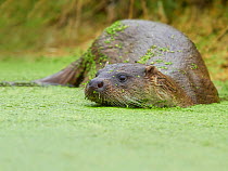 European otter (Lutra lutra) swimming in pond covered with Common duckweed (Lemna minor), West Country Wildlife Centre, Okehampton, Devon, UK. August. Controlled conditions.