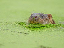 European otter (Lutra lutra) swimming in a pond covered with Common duckweed (Lemna minor), West Country Wildlife Centre, Okehampton, Devon, UK. August. Controlled conditions.