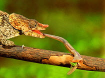 Parsons&#39; chameleon (Calumma parsonii) catching cricket with its extended tongue, Perinet, Madagascar.