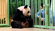 Female Giant panda (Ailuropoda melanoleuca) Huan Huan, watching keeper (Mrs Lyu Riuqing) prepare food which she uses to distract Huan Huan so she can retrieve the female cub, Beauval ZooPark, France,...