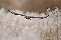 Common buzzard (Buteo buteo) in flight with hoar frost. Northamptonshire, UK, January.